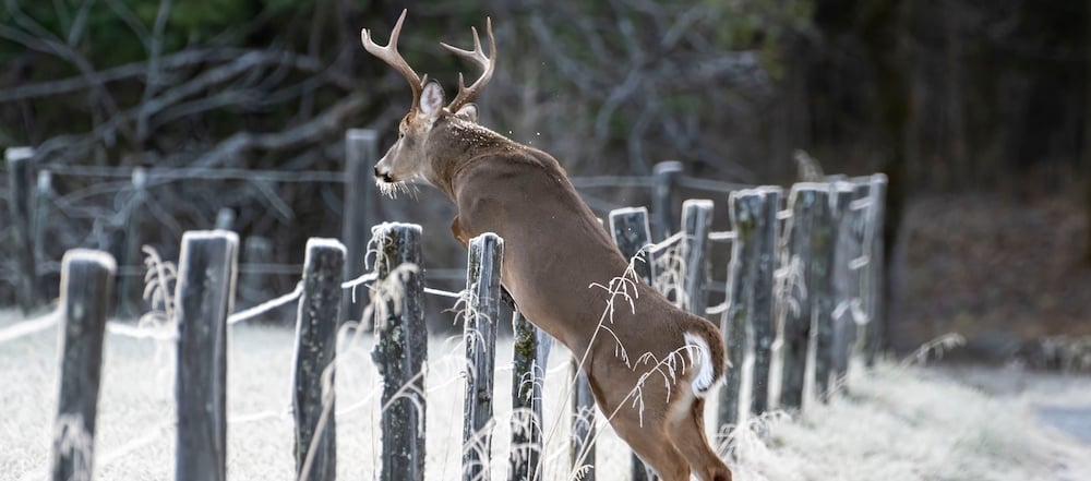 buckjumpingfence_1000x600-1