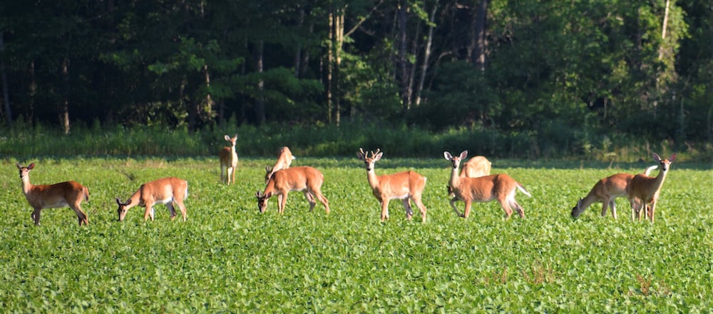 deerfeeding blog banner