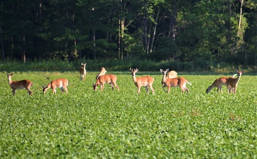 deerfeedingsmall